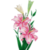 Lily - Biljke - 
