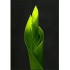 Lime Green Background 3 - Other - 