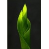 Lime Green Background 3 - Altro - 