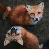 Little foxes - 動物 - 