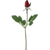 Long Stem Rose - Rośliny - 
