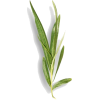 Long leaf stem plant - Biljke - 