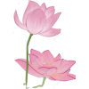 Lotus - 插图 - 
