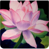 Lotus - Ilustrationen - 
