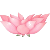 Lotus - Uncategorized - 