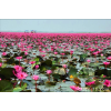Lotus flowers - Moje fotografie - 