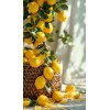 Lumi - Uncategorized - 