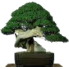 bonsai - Растения - 