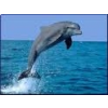 delfin - Животные - 