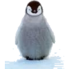 pingvin - Animales - 