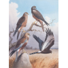 MARSH AND AFRICAN BLACK HARRIERS - Background - $5,444.00 