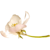 Magnolia Bloom - Plants - 