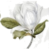 Magnolia - Illustraciones - 