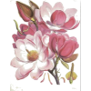 Magnolia - Ilustracje - 