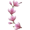 Magnolia - 插图 - 