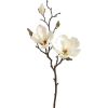 Magnolia - Rastline - 