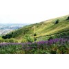 Malvern Hills - Natural - 