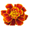 Marigold - Растения - 