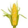 Corn - Food - 