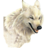 Wolf - Животные - 
