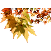 autumn leaves - Pozostałe - 