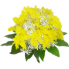 Flower Yellow Plants - Rastline - 