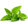 Mint - Plants - 