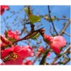 Spring - Minhas fotos - 