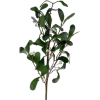 Mistletoe Branch - Растения - 
