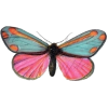 Butterfly - Životinje - 