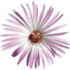 Flower - Rośliny - 