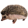 Hedgehog - 動物 - 