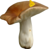 Mushroom - 植物 - 