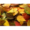 Leaf - Mis fotografías - 