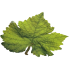 Leaf - Piante - 