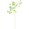 Plant - Biljke - 
