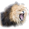 Lion - 動物 - 