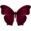 Butterfly - Tiere - 