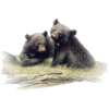 Bear - Animals - 