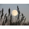 Moon over the field - Natura - 