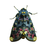 Moth - Animals - 