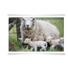 Mother Baby Animal Photo - Tiere - 