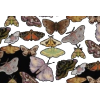 Moth print - Ilustracje - 