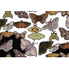 Moth print - Иллюстрации - 