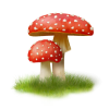 Mushrooms - Gürtel - 