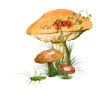 Mushrooms - Nature - 