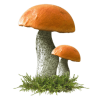 Mushrooms - 自然 - 