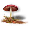 Mushrooms - Natur - 