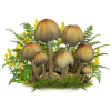 Mushrooms - Nature - 