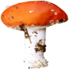 Mushrooms - Natura - 